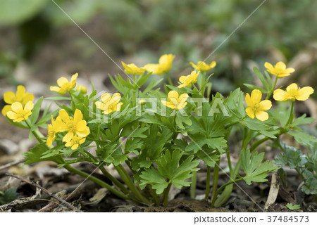 Ezo Kinpouge Tobetsucho Ezo Kinpouge Tobetsucho 37484573