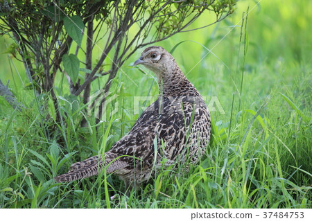 Wild birds coming to the garden of my home in Toyota City, Aichi 37484753
