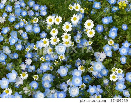 世博會紀念公園花山洋甘菊和Nemophila 37484989