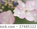 雨滴2附在繡球花上 37485122