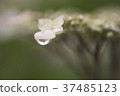 雨滴附在繡球花3上 37485123
