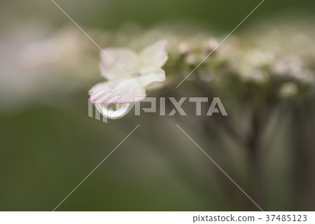 雨滴附在繡球花3上 37485123