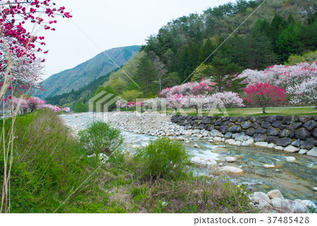 美麗的Hanamomo盛開在河的兩邊 37485428