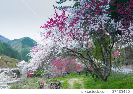 開花的桃子盛開 37485430