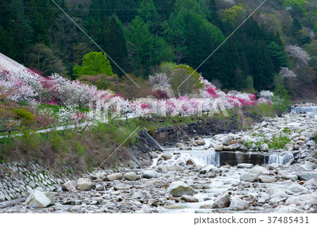 Tsukikawa溫泉花桃子節日在長野縣 37485431