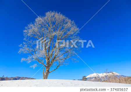 Shinshu Kiso Kaita Kogen 37485637