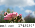 玫瑰花2，太陽看起來很好 37485897