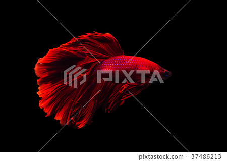 Betta fish Halfmoon Betta moving moment beautiful  37486213