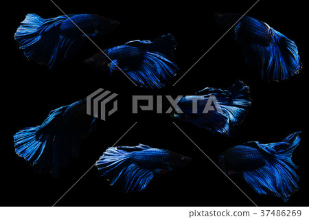 Betta fish Halfmoon Betta moving moment beautiful Betta fish Halfmoon Betta moving moment beautiful 37486269