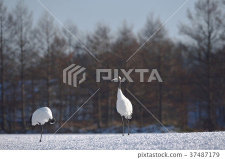 Two Tancho (Hokkaido · Tsurui) 37487179