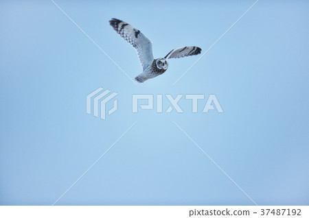 Komi Mizuk flying in the sky Komi Mizuk flying in the sky 37487192