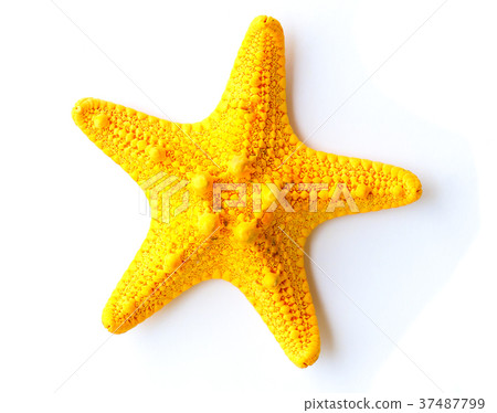 yellow starfish yellow starfish 37487799