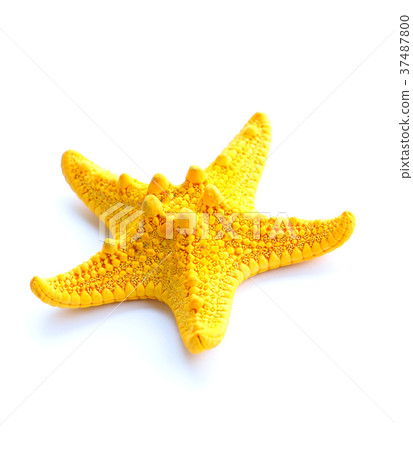 yellow starfish yellow starfish 37487800