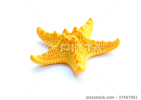 yellow starfish yellow starfish 37487801