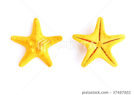 yellow starfish yellow starfish 37487802