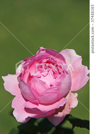Rose of fruity scent Rose of fruity scent 37488165