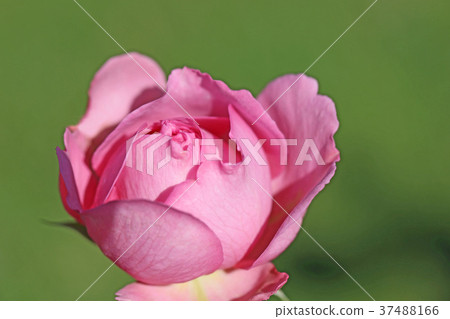Rose of fruity scent Rose of fruity scent 37488166