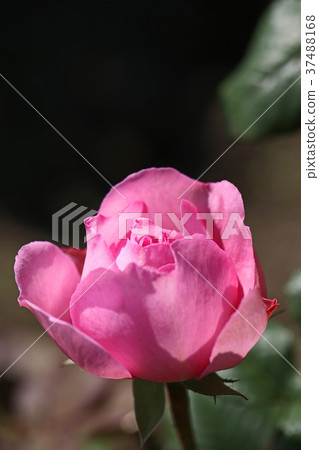 玫瑰果香味 37488168