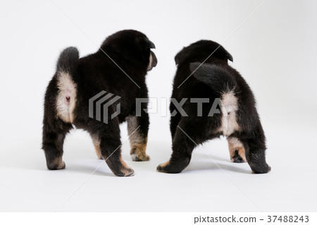 Shiba Inu 37488243