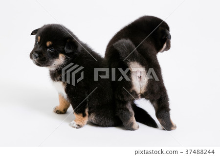 Shiba Inu 37488244