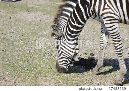 Zebra is feeding grass by the pool. Zebra is feeding grass by the pool. 37488289