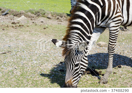 Zebra is feeding grass by the pool. 37488290