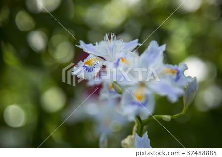 等到薩沙 37488885