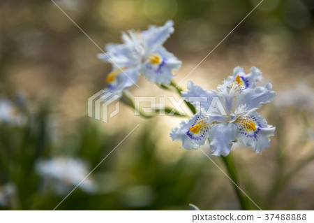 等到薩沙 37488888