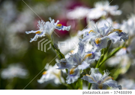 Shaga Shaga 37488899