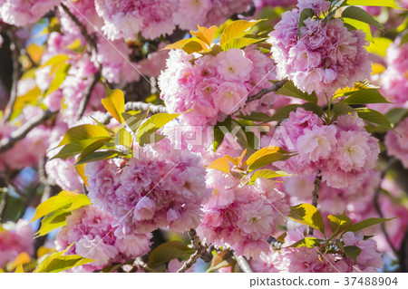 Double cherry blossoms 37488904