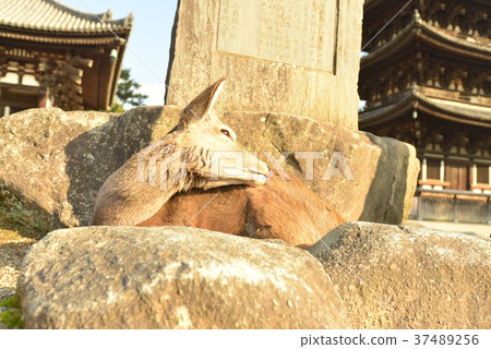 Deer of Nara Kofuku-ji 37489256