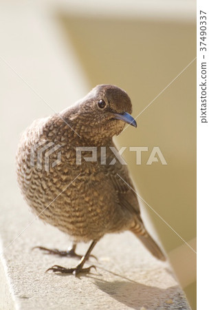 Red-eyed oyster Female female Isohiyo princess elegant look Red-eyed oyster Female female Isohiyo princess elegant look 37490337