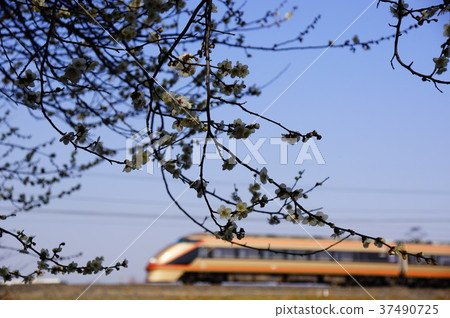 “黃金有限的表達Pekinga” 37490725