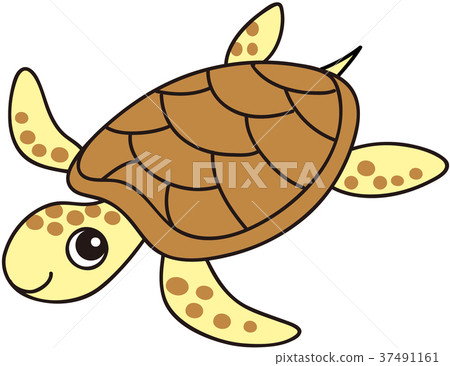 海龜 37491161