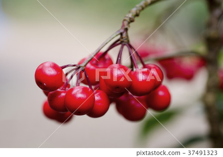 Close up of red fruit balls blurred Close up of red fruit balls blurred 37491323