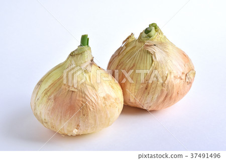 新年 37491496