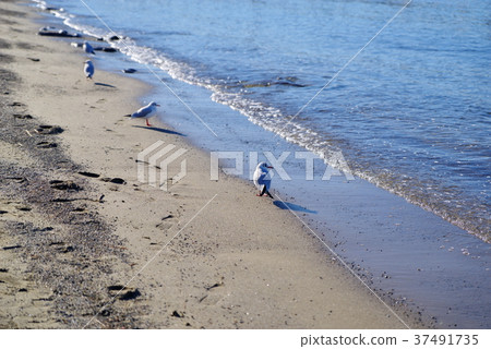 Juvenile seagulls lined up with footprints and waves on the beach 37491735