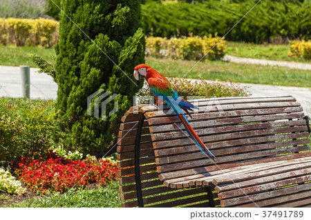 Parrot ara sitting on the bench. Parrot ara sitting on the bench. 37491789