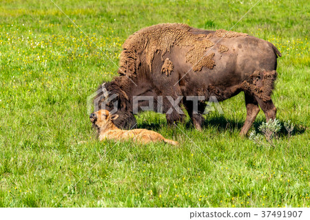 American bison family in Yellowstone 37491907