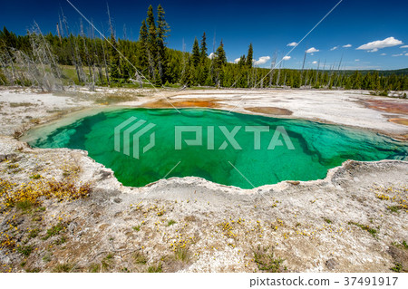 Hot thermal spring in Yellowstone Hot thermal spring in Yellowstone 37491917