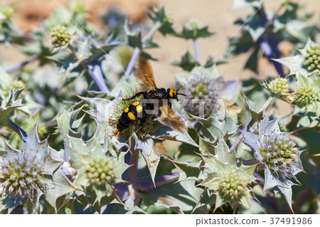 Mammoth wasp Megascolia maculata very large wasp. 37491986