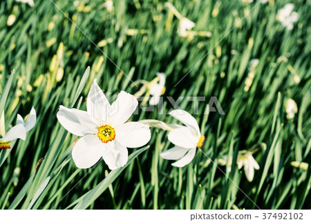 White narcissus in a spring garden, blue filter White narcissus in a spring garden, blue filter 37492102