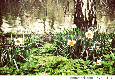 White daffodils, nettle, and birch, retro filter White daffodils, nettle, and birch, retro filter 37492105