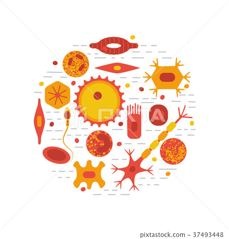 human cell type set 37493448