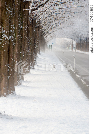Snowy landscape Metasequoia lined trees Makino town, Shiga Prefecture 37493693