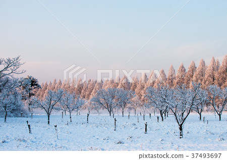 Snowy landscape Metasequoia lined trees Makino town, Shiga Prefecture 37493697