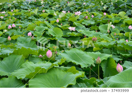 荷花池裡有許多荷花和花蕾 37493999