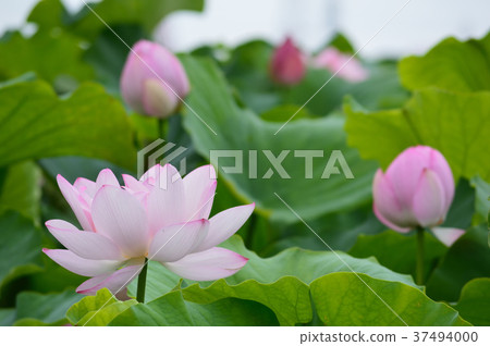 蓮花池有一些淡粉色的荷花 37494000