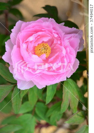 Winter button 37494017