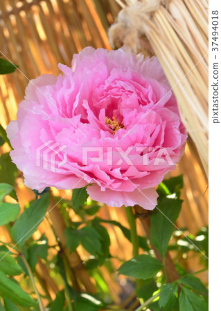 Winter button 37494018